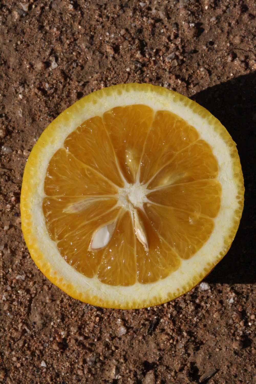            Fruit cross-section (Rotuma Island, Riverside, CA)   